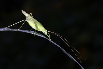 Katydids on wild plants, North China