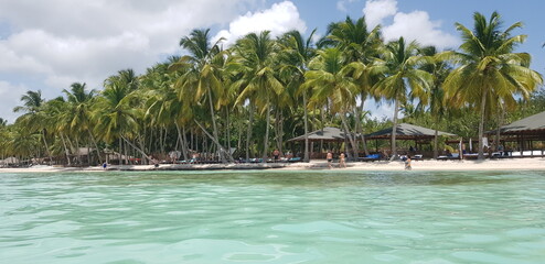 beach with palm trees