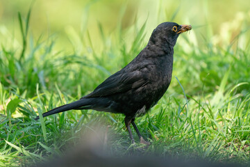 Male common blackbird, Turdus merula, perched in grass. Side view, close-up