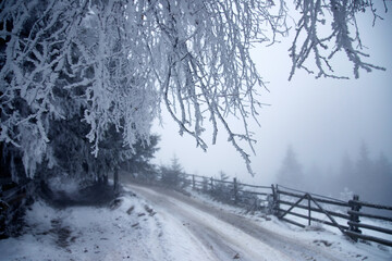 Country road leading among frosted trees