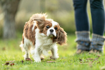 Cavalier Kings Charles Spaniel