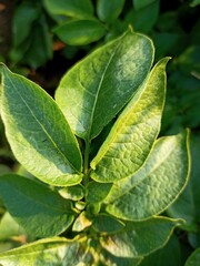 green leaves on a tree