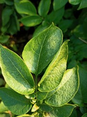 Obraz premium close up of green leaves