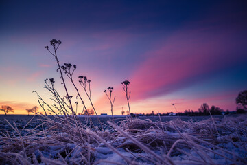 Brightly lit frozen, snow covered plants during the sunrise hour. Small winter svenery with a first snow in the morning. Roadside plants with snow during vibrant sunrise.