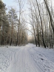 winter road in the forest