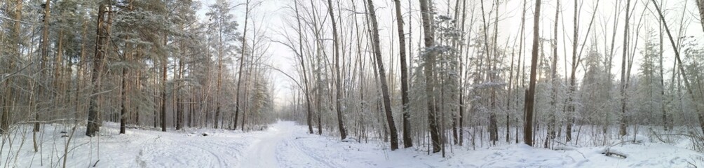 winter landscape with trees