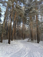 winter forest in the snow