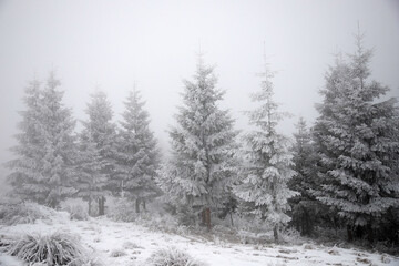 Trees covered with hoarfrost and snow in winter mountains - Christmas background