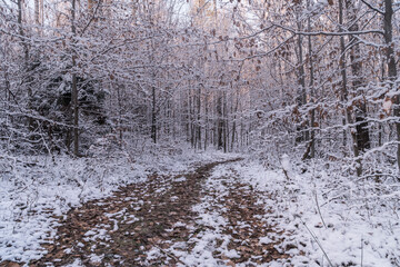 Fototapeta na wymiar Leśna droga pokryta śniegiem o poranku