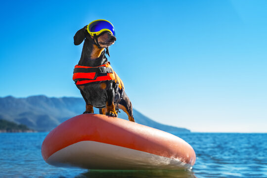 Sports dachshund dog in specialized sunglasses for pets with polarizing lenses and life jacket is using stiffest durable SUP board in sea for adventure and extreme outdoor activity, front view