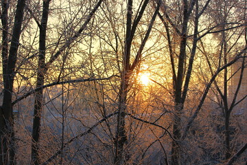 sunrise through the trees in hoarfrost in the city