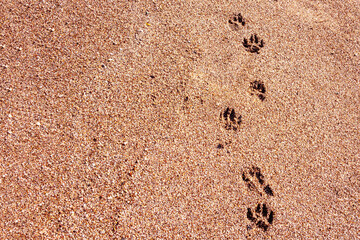 A path of dog footprints left on the brown sand on the beach of the sea