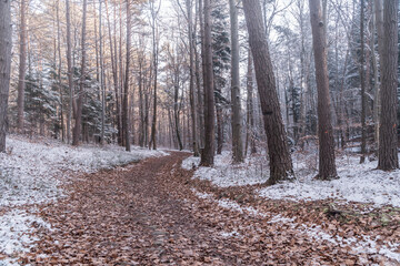 Leśna droga pokryta śniegiem o poranku