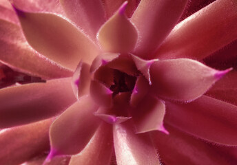 Beautiful succulent plant as background, closeup view