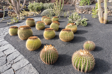 Jardin de cactus