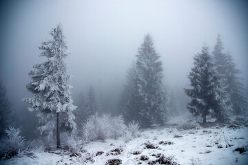 Trees covered with hoarfrost and snow in winter mountains - Christmas background