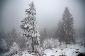 Trees covered with hoarfrost and snow in winter mountains - Christmas background