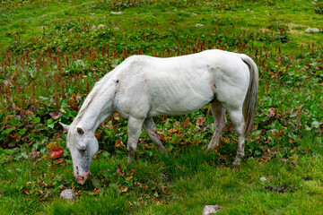 Obraz na płótnie Canvas Italy, Trentino, Predazzo, Malga Moregna - 19 July 2020 - A beautiful white horse grazes the grass