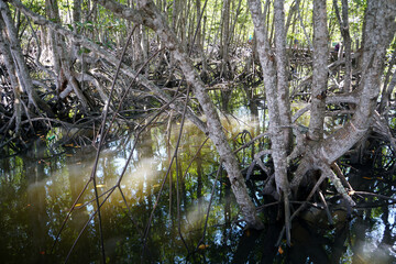 Prop root or Buttress root of the Mangrove tree in the nature. Rhizophora apiculata Blume