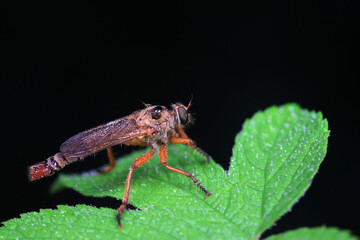 Insectivorous flies live on weeds
