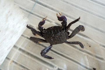 Sesarma meder or Mangrove Crab. Crab for cooking is salted crab.