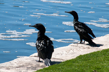 Sydney Australia, pair of Phalacrocorax sulcirostris or little black cormorant drying feathers beside pond