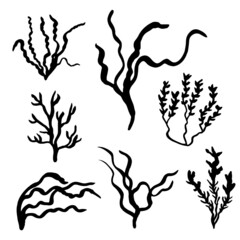 seaweed sea set vector sketch