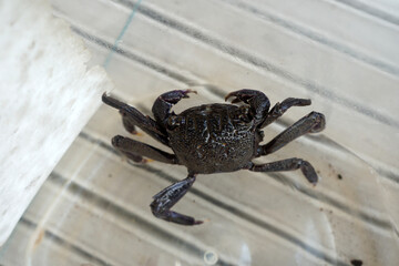 Sesarma meder or Mangrove Crab. Crab for cooking is salted crab.