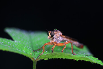 Insectivorous flies live on weeds