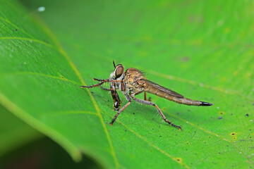Insectivorous flies live on weeds