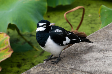 Sydney Australia, grallina cyanoleuca or magpie-lark on edge of a pond with lotus plants