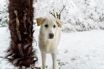 Portrait of white puppy dog outside in the winter garden.