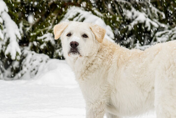 Cute white puppy dog in the snow under the snowfall..