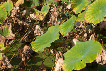 Sydney Australia, autumn scene across the lotus pond