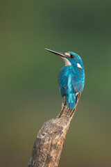 kingfisher