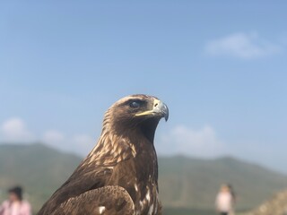 Mongolia scenery with beautiful nature, sky and animals