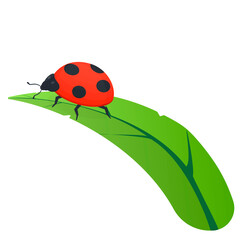 Ladybug. Insect ladybug, vector illustration