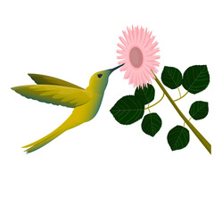 Hummingbird bird. Hummingbird in flight, vector illustration