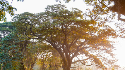 Landscape of golden hour sunset in the forest of Mumbai's Aarey colony.