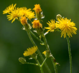 Fleurs de pissenlit au Petit-Abergement, France