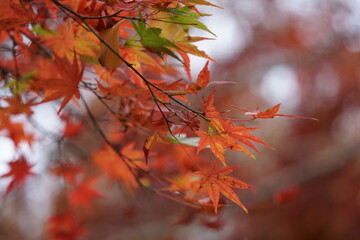 紅葉