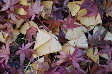 紅葉