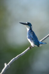 Small blue kingfisher 