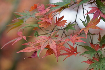 紅葉