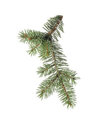 Christmas tree branch on white background