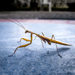 praying mantis isolated on white