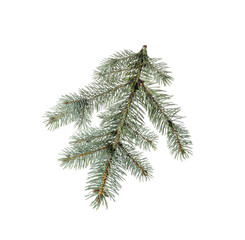 Christmas tree branch on white background