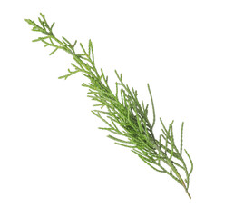 Christmas tree branch on white background