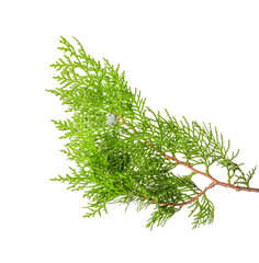 Christmas tree branch on white background