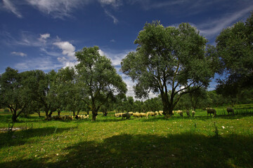 Fototapeta na wymiar Flock of sheep feeding in olive garden